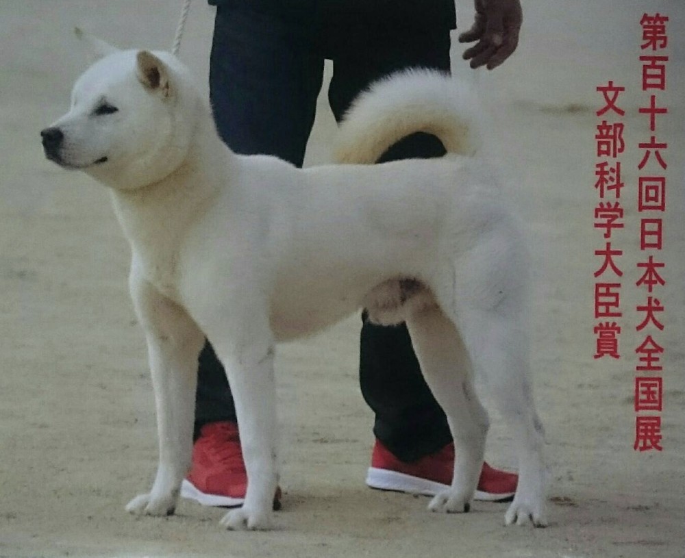 こだわりの日本犬専門犬舎 優良ブリーダーの子犬販売 パスレルワン