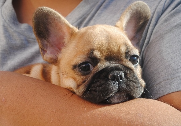 悪魔 立証する パンツ フレンチ ブルドッグ フォーン 子犬 とても多くの プロジェクター 画像