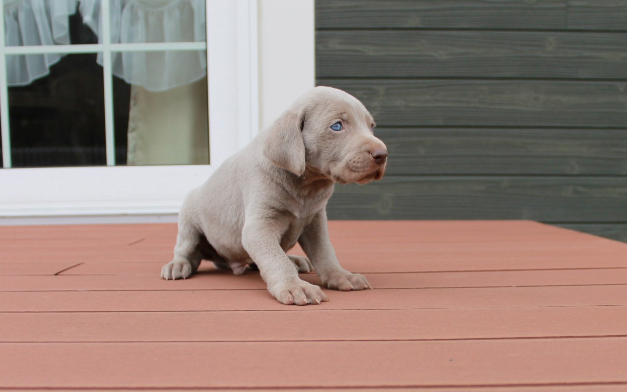 ワイマラナー子犬販売情報 優良ブリーダーの子犬販売 パスレルワン