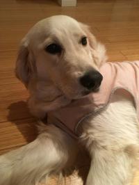 ゴールデンレトリバー