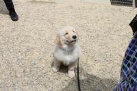 ゴールデンレトリバー