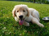 ゴールデンレトリバー