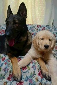 ゴールデンレトリバー