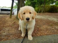 ゴールデンレトリバー