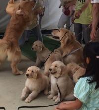 ゴールデンレトリバー