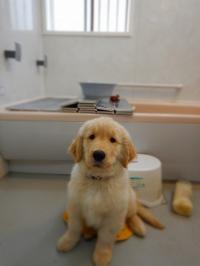 ゴールデンレトリバー