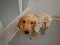 ゴールデンレトリバー