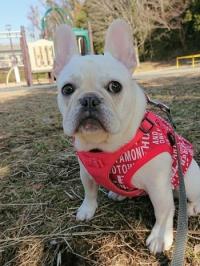 フレンチブルドック