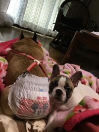 フレンチブルドック