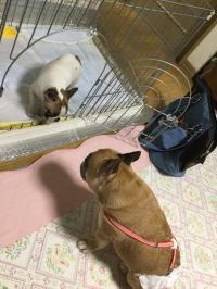 フレンチブルドック