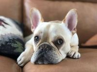 フレンチブルドック