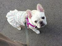 フレンチブルドック