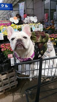 フレンチブルドック