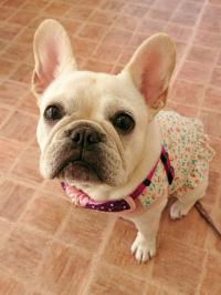 フレンチブルドック