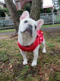 フレンチブルドック