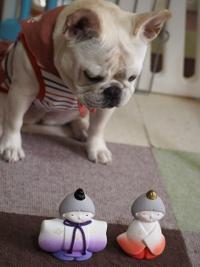 フレンチブルドック