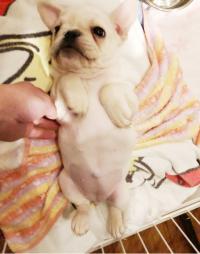 フレンチブルドック