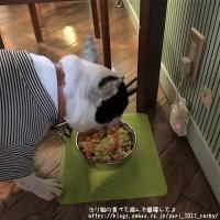 フレンチブルドック