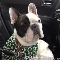 フレンチブルドック