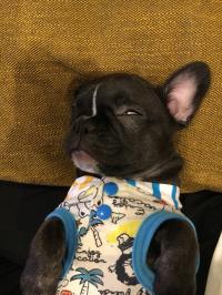 フレンチブルドック