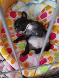 フレンチブルドック