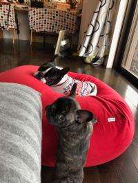 フレンチブルドック