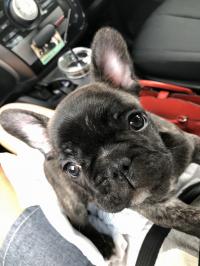 フレンチブルドック