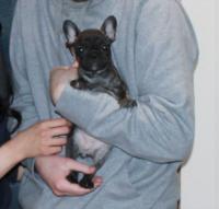 フレンチブルドック