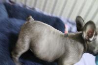 フレンチブルドック