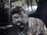 フレンチブルドック