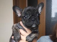 フレンチブルドック