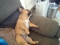 フレンチブルドック