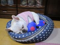 フレンチブルドック