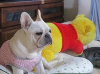 フレンチブルドック