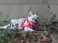 フレンチブルドック