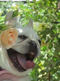 フレンチブルドック