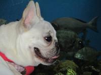 フレンチブルドック