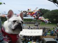 フレンチブルドック