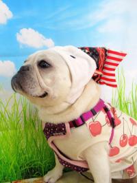 フレンチブルドック