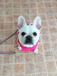 フレンチブルドック