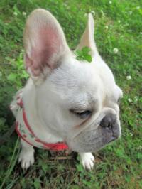 フレンチブルドック