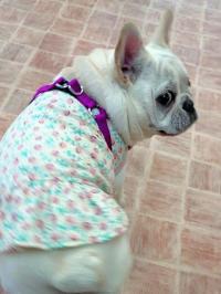 フレンチブルドック