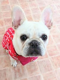 フレンチブルドック