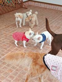 フレンチブルドック