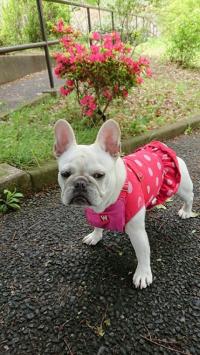 フレンチブルドック