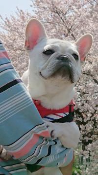 フレンチブルドック