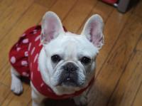 フレンチブルドック