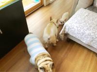 フレンチブルドック