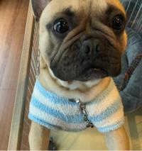 フレンチブルドック