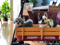 フレンチブルドック